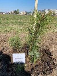 Некоторые семьи решили взять шефство над деревьями, но все оказалось напрасно