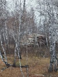 Фото лесозаготовок