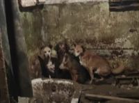 Собаки в доме сельчанина