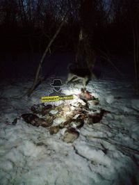 Обнаруженная ловушка в Бельмесево