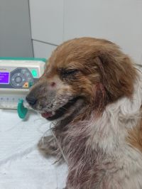 Подстреленная собака