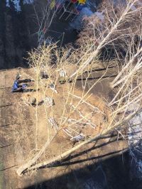 Снос деревьев в сквере