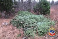 Полицейские арестовали дровосека по подозрению в предновогодней рубке елок в Алтайском крае