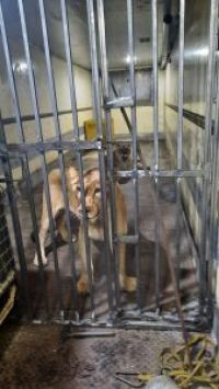 В таких условиях животных обнаружили в ходе проверки