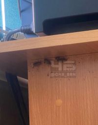 Роспотребнадзор проверяет барнаульскую школу после жалобы на тараканьи полчища (обновлено)