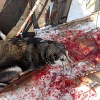 Пострадавшая собака