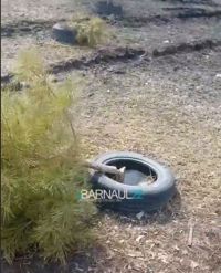 Неизвестные спилили хвойную аллею в Новоалтайске