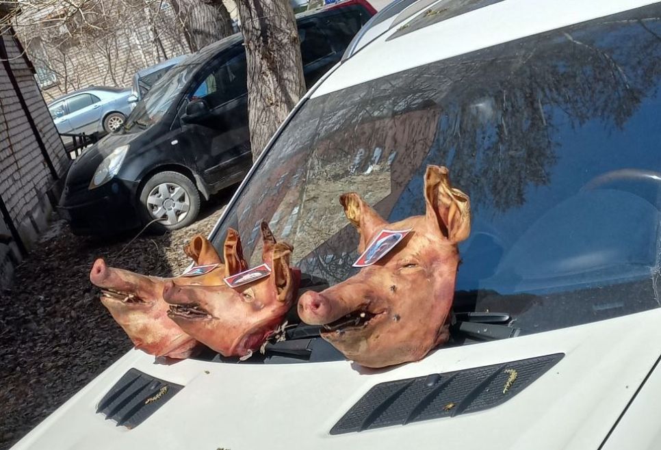 Свиные головы