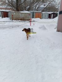Сотрудники барнаульского приюта отлавливают бездомную собаку, напавшую на ребенка