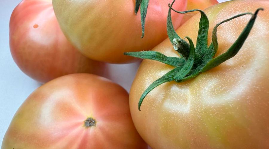 Зараженные ToBRFV томаты