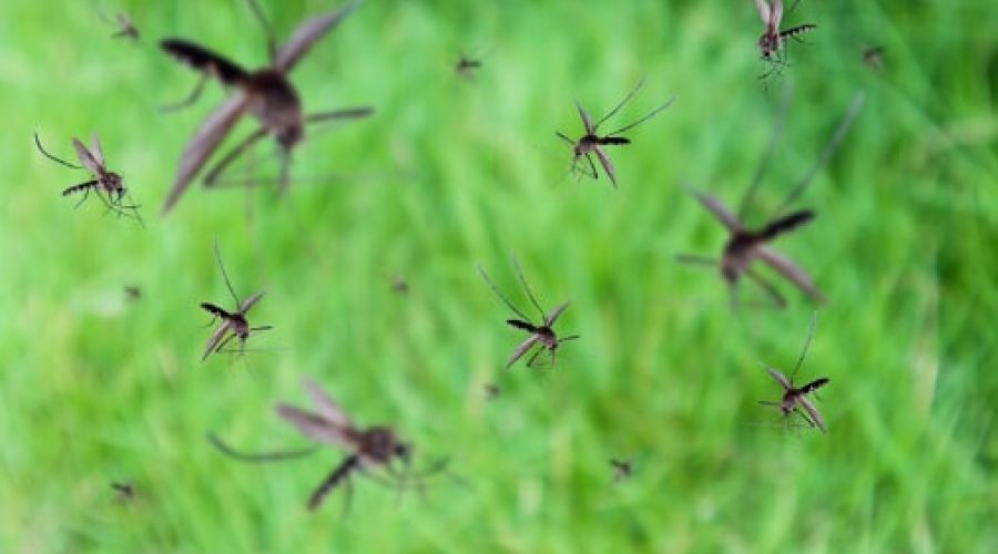 Нашествие комаров 