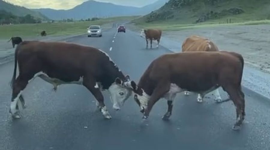 Бой быков в Республике Алтай