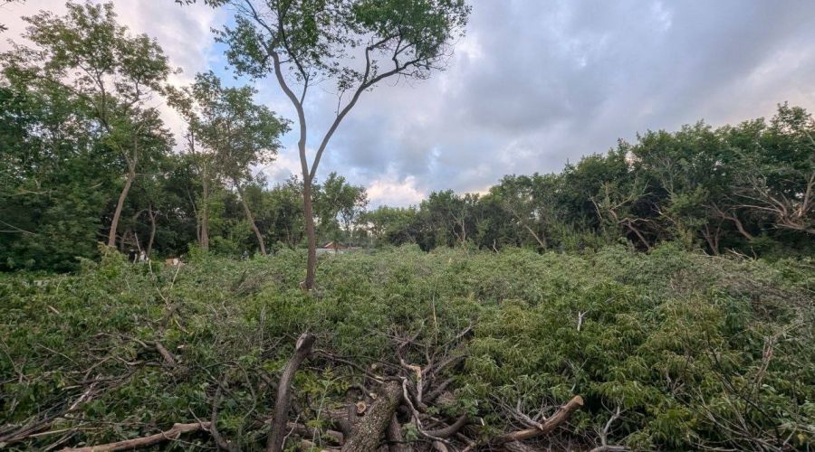 Снос аварийных деревьев в парке имени Ленина