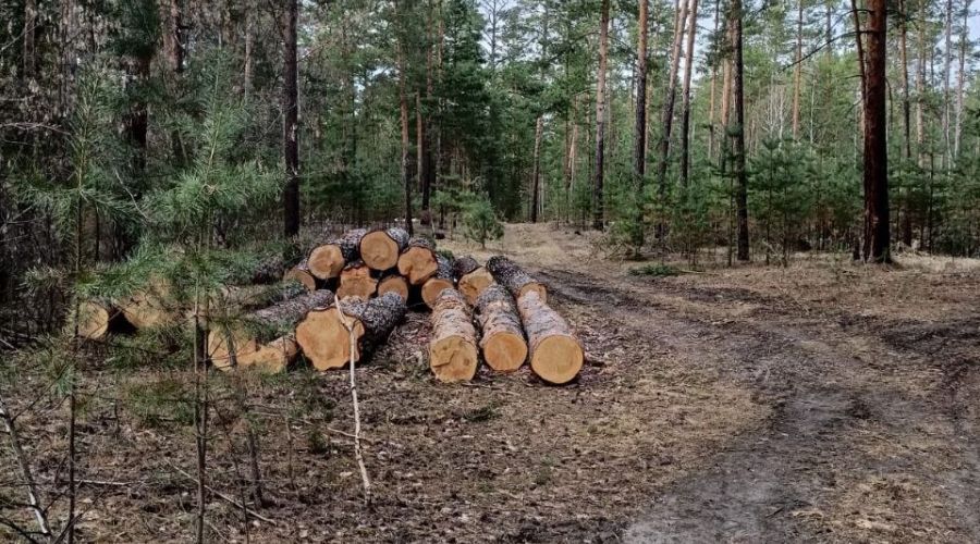 жители Павловска