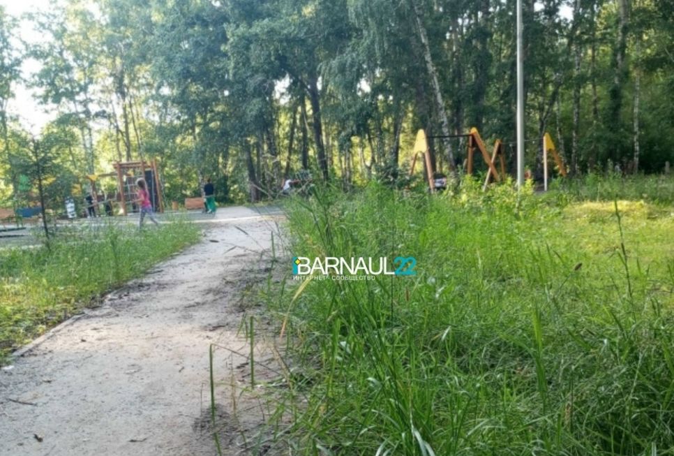 Некошенная трава в парке