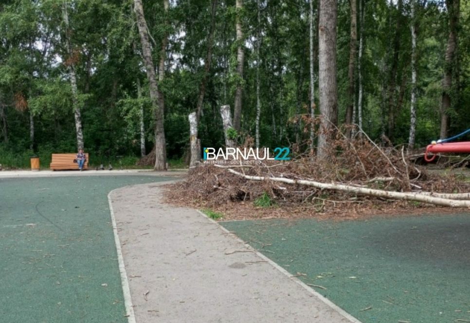 Неубранное дерево, которое, вероятно, снесли