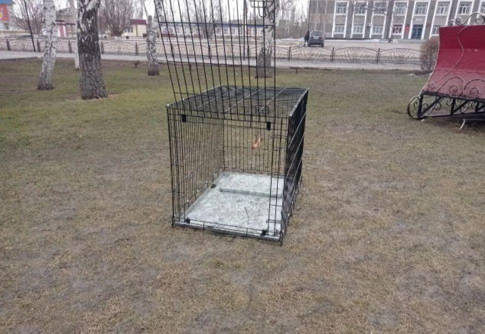 Так ловят собак в красногорском ПВС