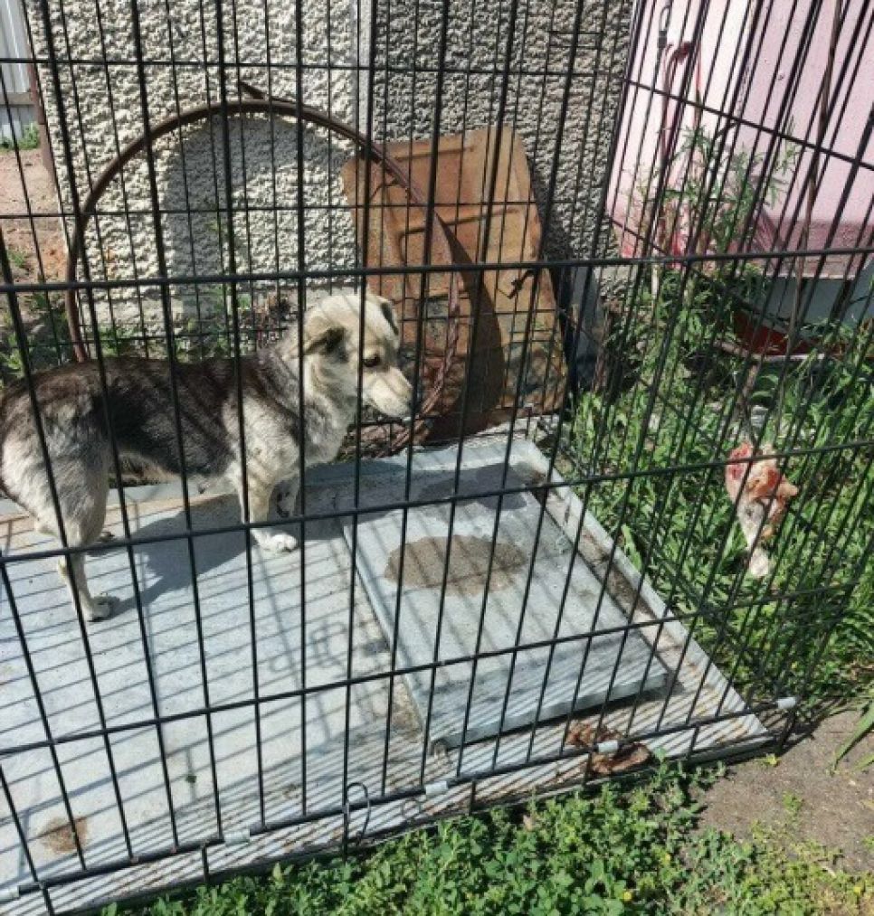 Собака в клетке красногорского ПВС