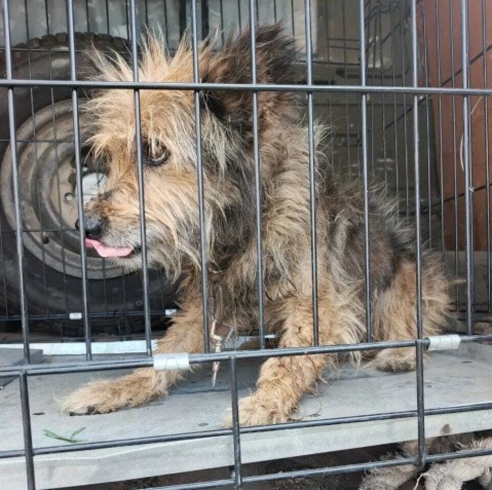 Собака в клетке красногорского ПВС