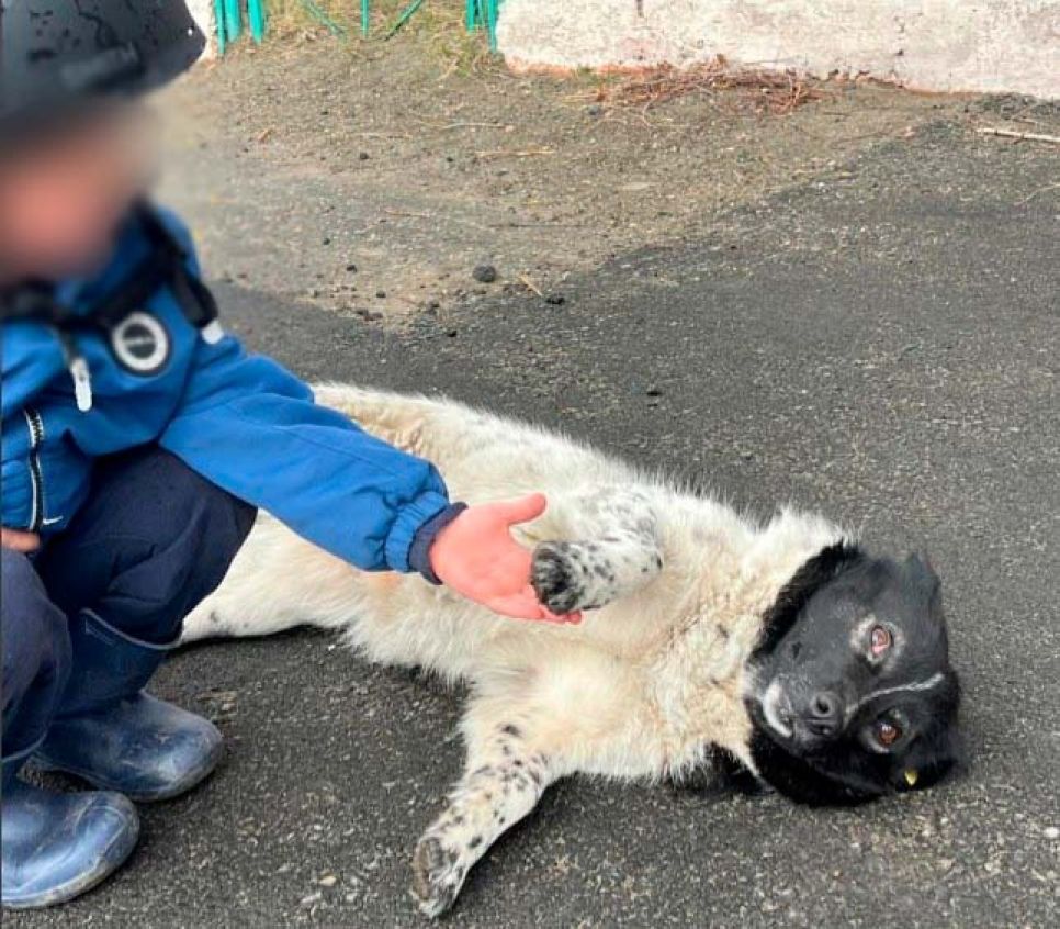 Ребенок играет с Прелестью