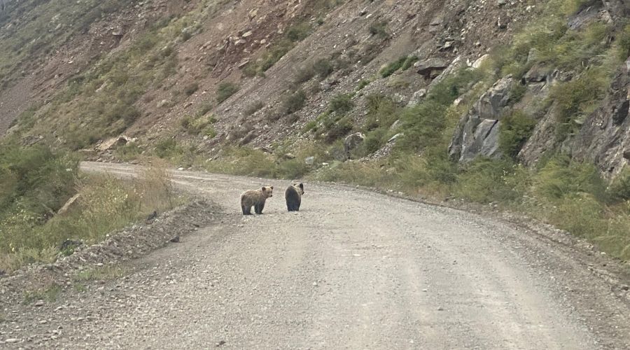 Медведи в Республике Алтай