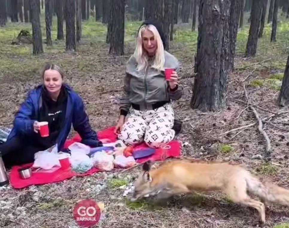 Лисица, которая пришла на пикник к жительницам Барнаула