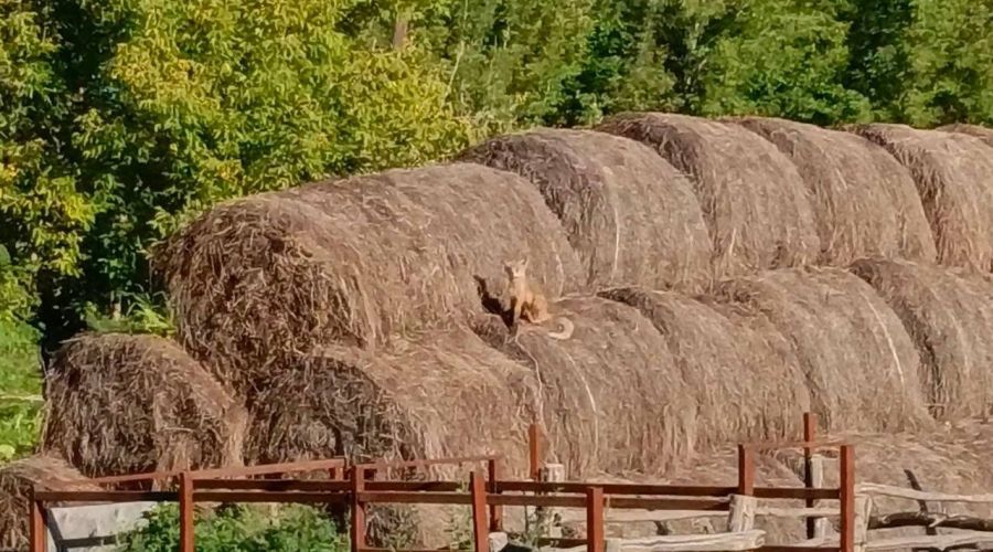 Лисица в селе Старобелокуриха