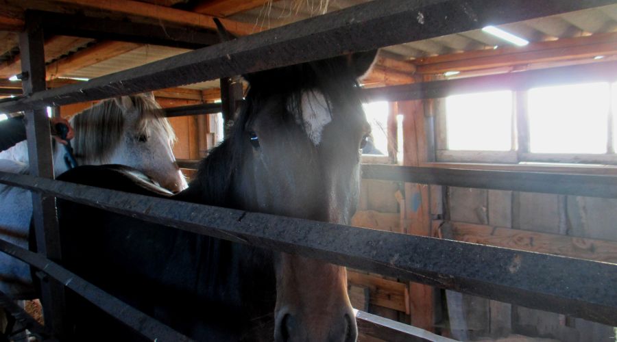 Лошадь<span style=