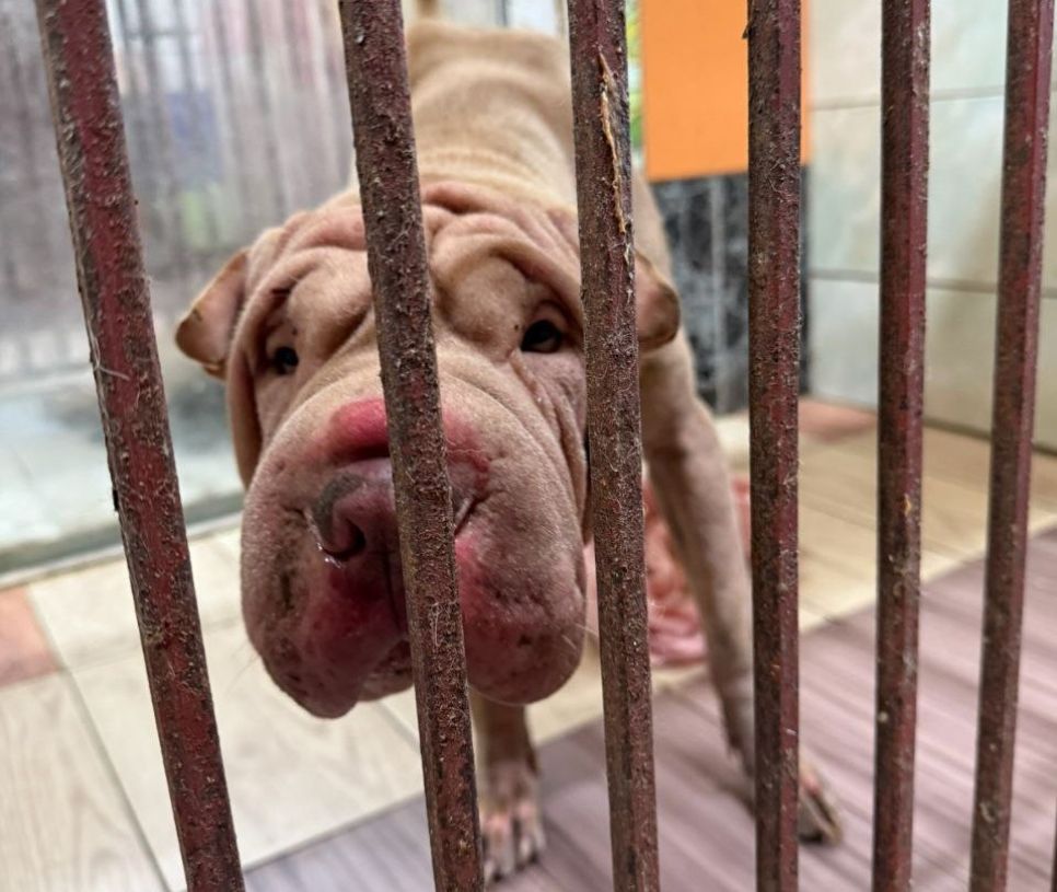 Найденный шарпей