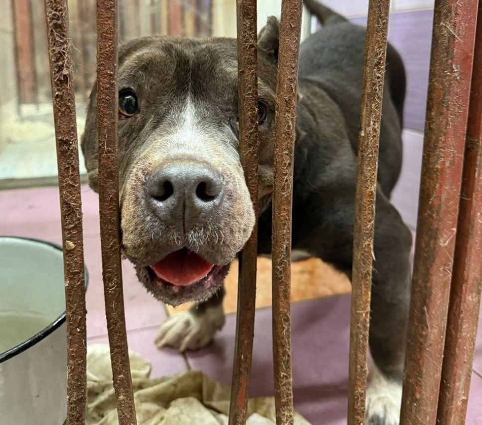 Американская булли