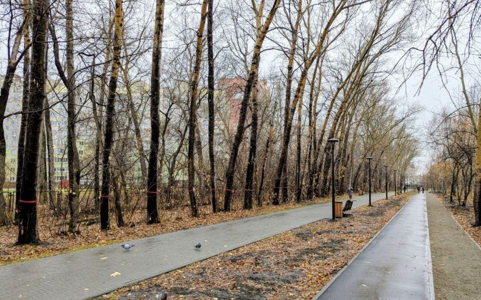 Барнаульцев шокировали масштабы предстоящей вырубки деревьев в парке имени Ленина (обновлено) - Новости Банкфакс, 05.11.2025