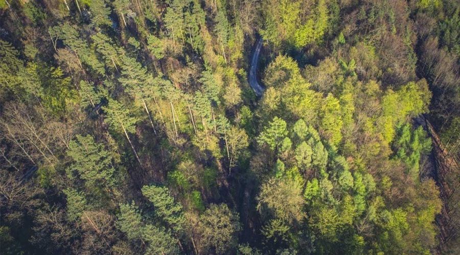 Лес в Республике Алтай