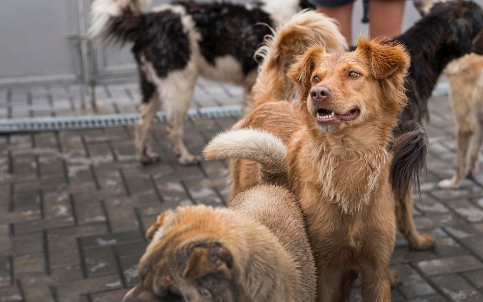 В Рубцовске неизвестные стреляют в бездомных собак - Новости Банкфакс, 13.11.2025