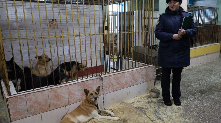 Собачки и приставы