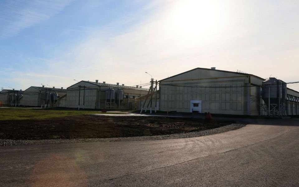 На «Алтайском бройлере» объяснили нехватку курятины массовой гибелью птицы - Новости Банкфакс, 17.11.2025