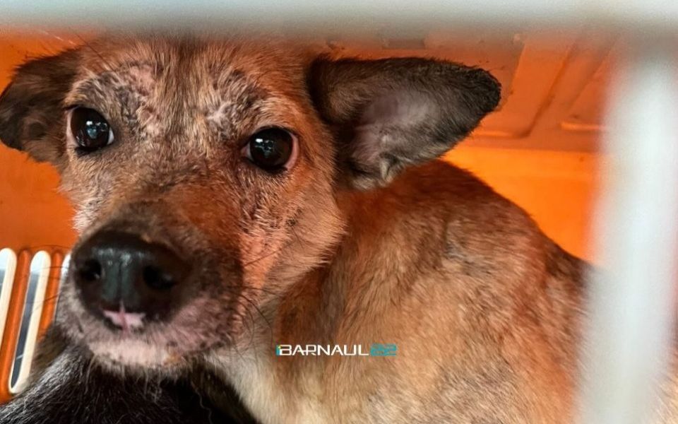 «Отравят и перестреляют»: волонтеры ищут дом для 24 псов, изъятых из квартиры в Барнауле - Новости Банкфакс, 18.11.2025