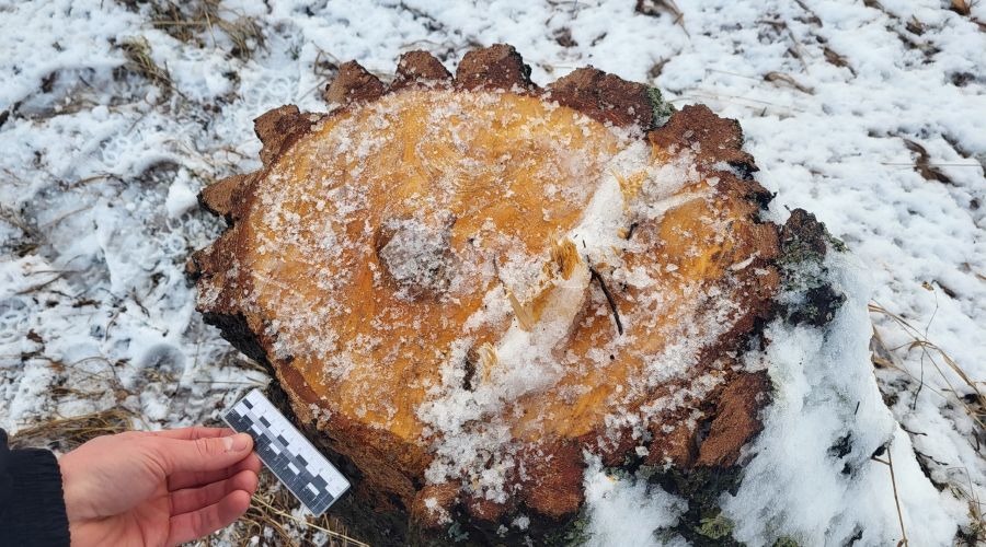 Место нелегальной вырубки