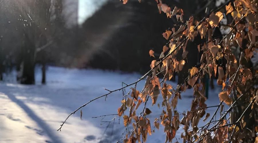 Теплая зима