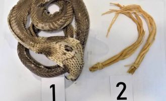 Змея из змеевухи