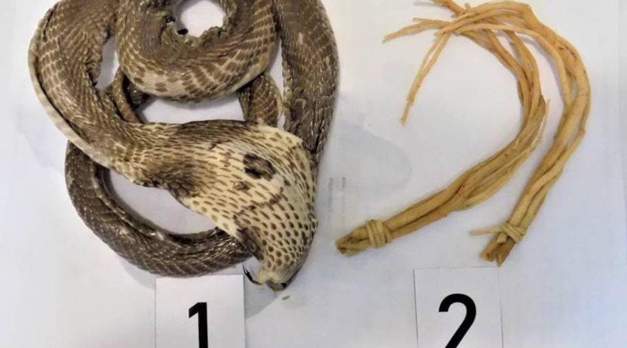 Змея из змеевухи