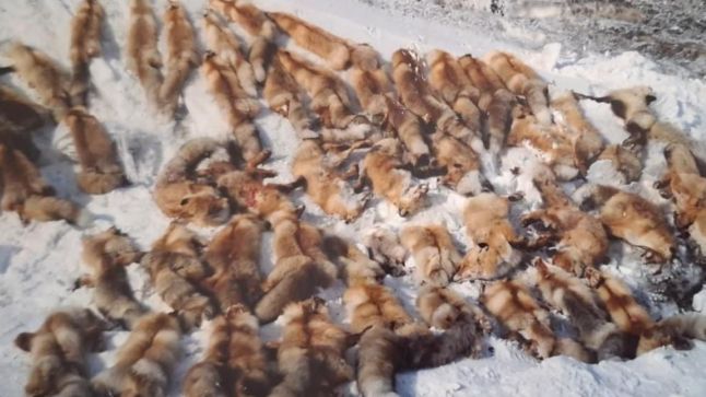 Лисицы, отстреленные в Заринском районе в 2009 году в рамках регулировки численности