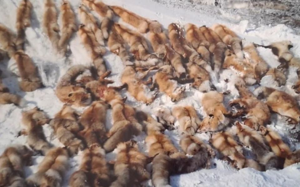 В одном из районов Алтайского края провели первое «платное» регулирование численности лисиц - Новости Банкфакс, 03.03.2026