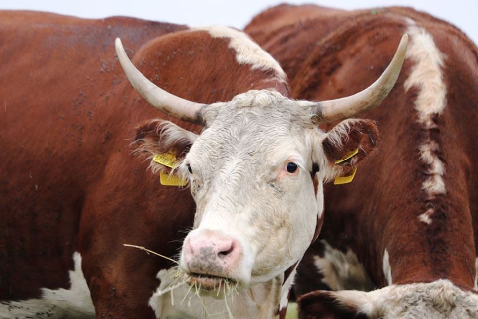 Пастереллез у КРС