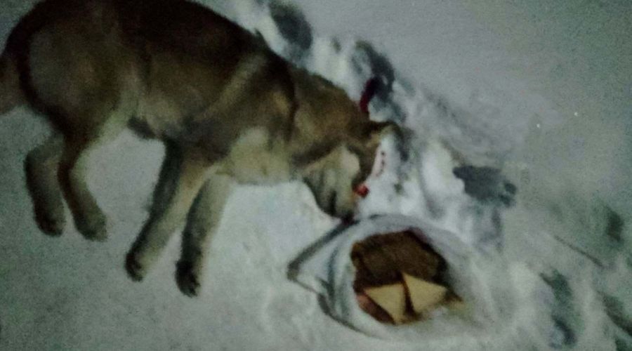 Застреленный пес