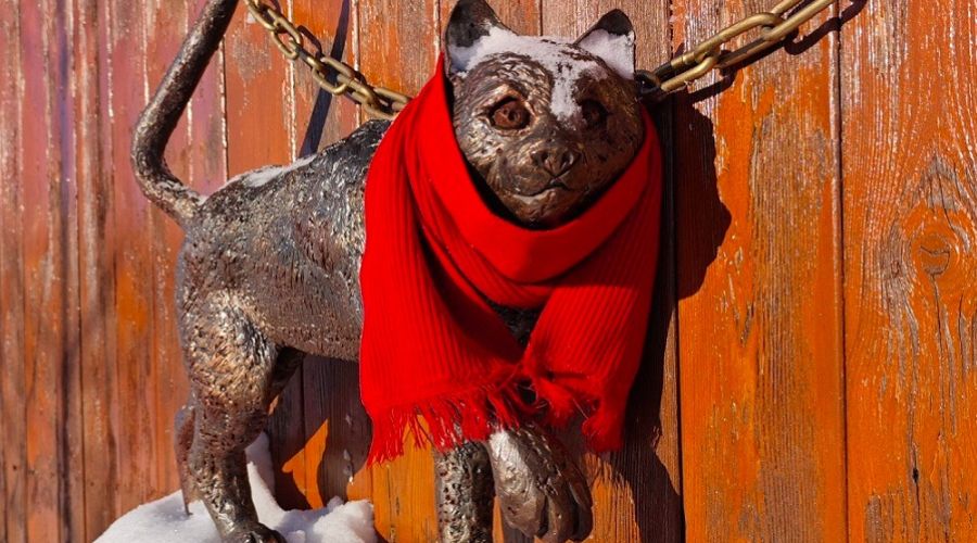 Кот в шарфе