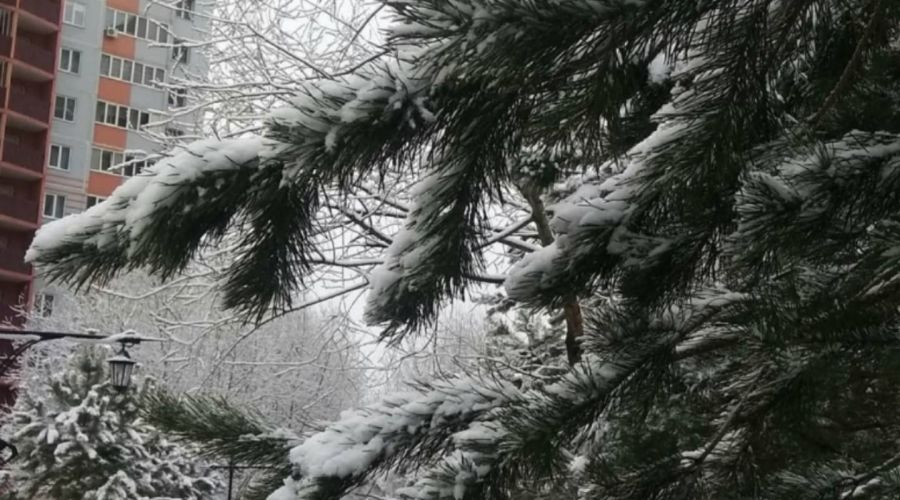 Елка в Индустриальном районе Барнаула