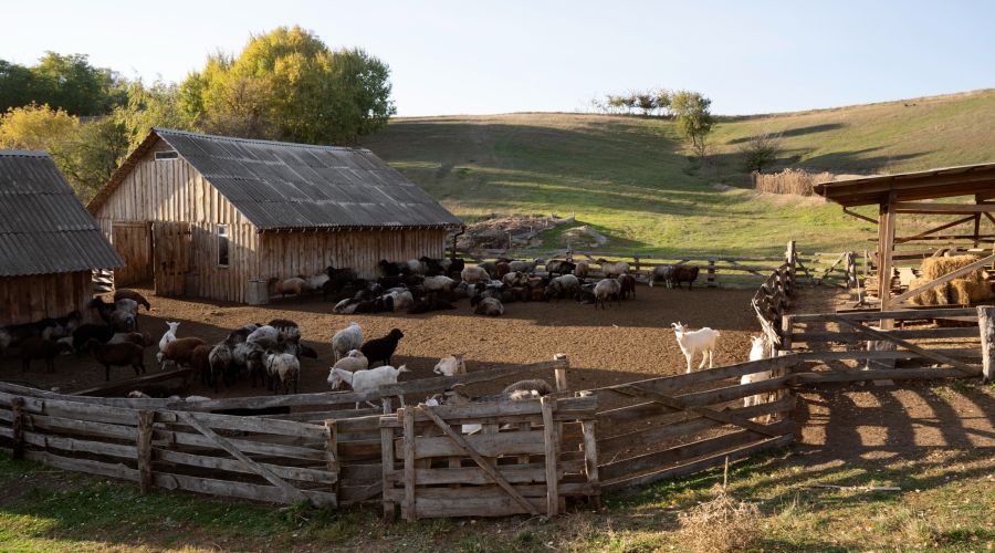 подсобное хозяйство 