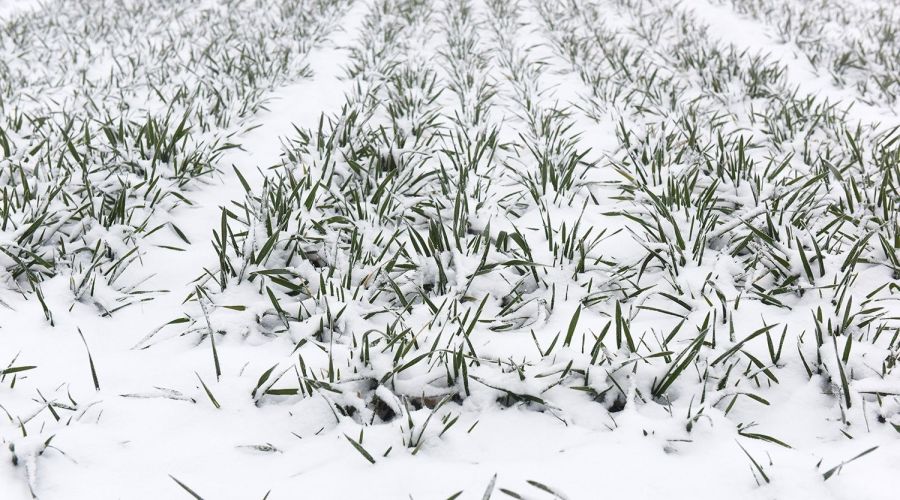 Озимые культуры