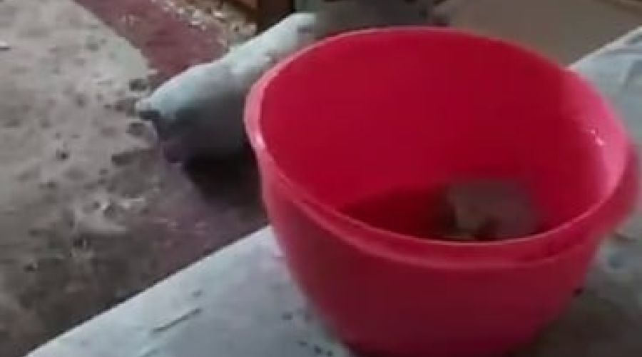 Последствия потопа в доме на проспекте Строителей, 4