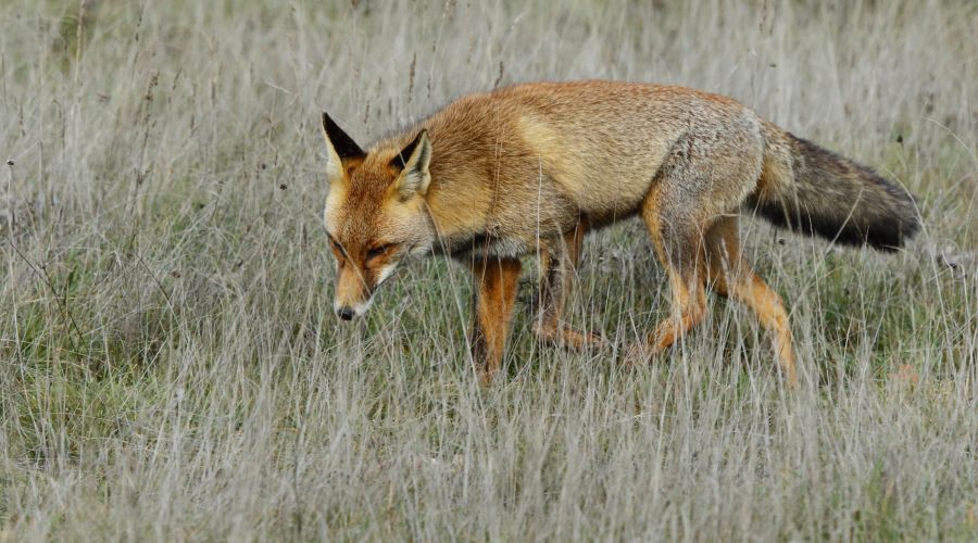 Лиса в поле